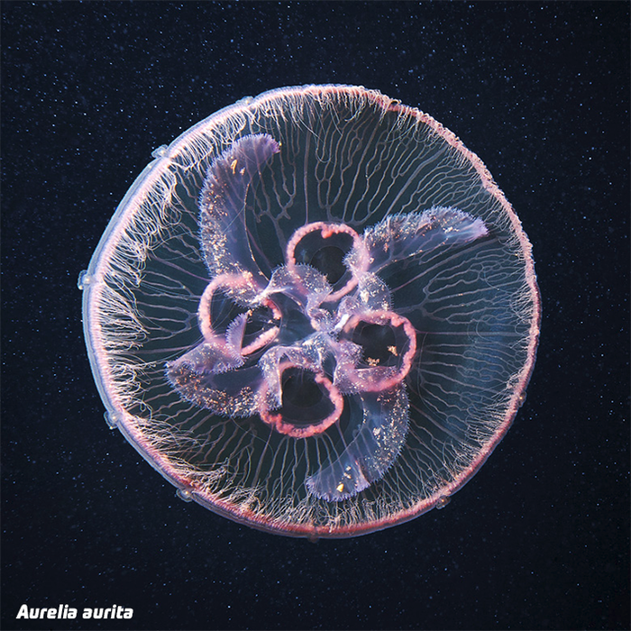 Aurelia-aurita (700x700, 868Kb)