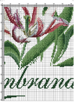  Rembrandt Tulips-006 (494x700, 461Kb)