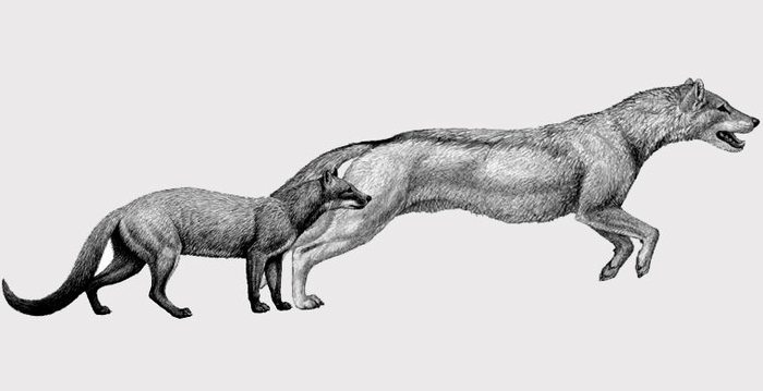собаки (700x359, 63Kb)