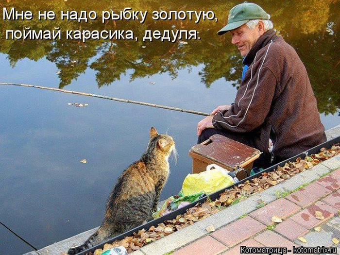 Котоматрица - позитив на выходные дни 16 (700x525, 502Kb)