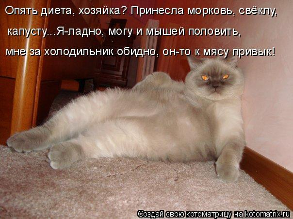 Котоматрица - позитив на выходные дни 22 (604x453, 240Kb)