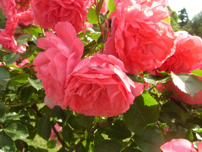3. Rosarium Uetersen (700x525, 417Kb)
