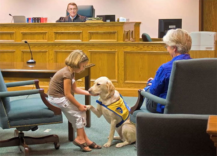 Courthouse Dogs 2 (700x505, 229Kb)