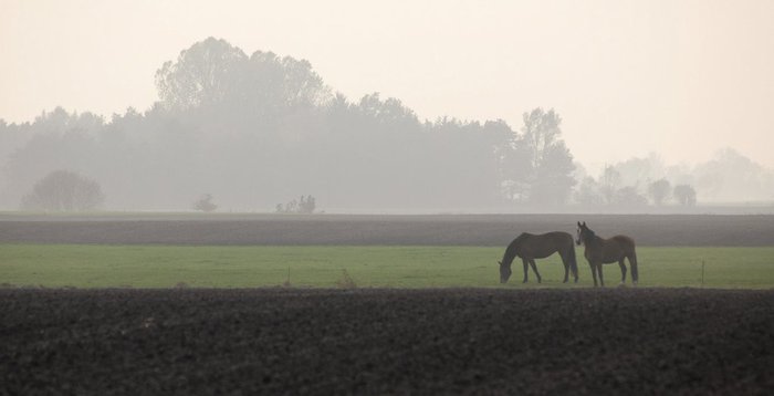 Германия, окрестности болота Реденер Мур, Rehdener Geestmoor. 80583