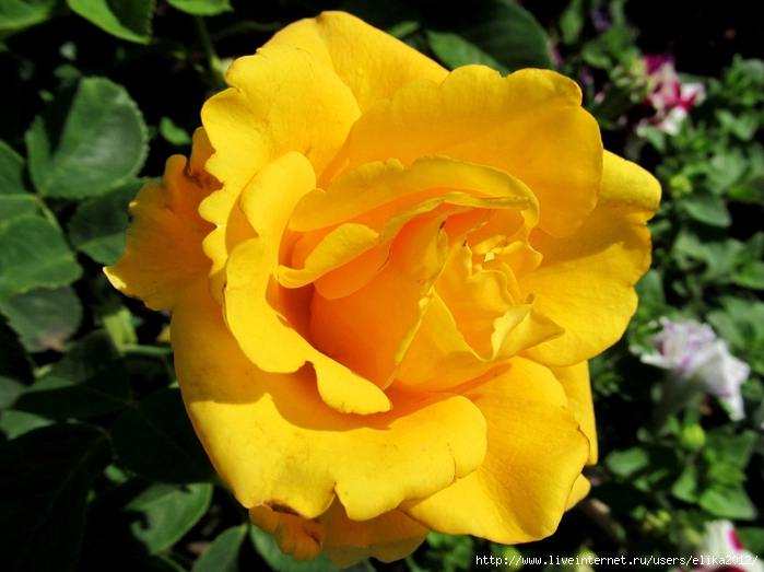 IMG_2862 (700x523, 257Kb)