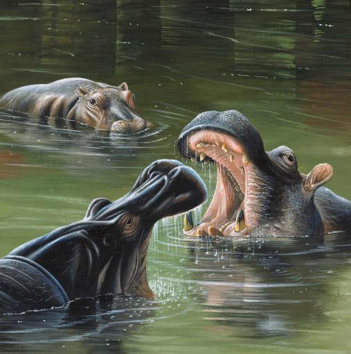 Jan-Weenink-Hippos-in-water (507x510, 93Kb)
