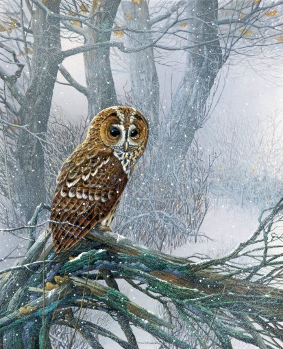 Jan-Weenink-Owl-in-snowy-forest (413x510, 122Kb)