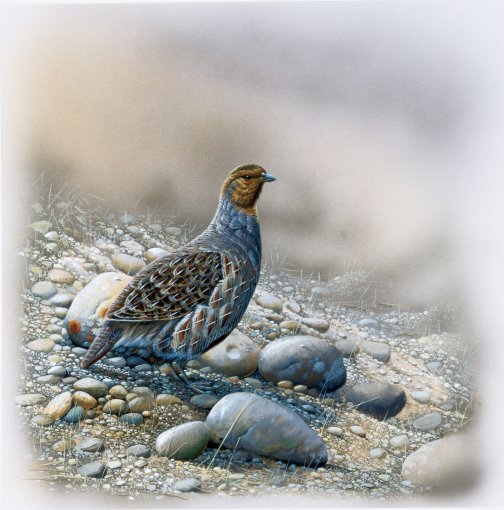 Jan-Weenink-Queil-Bird (504x510, 89Kb)