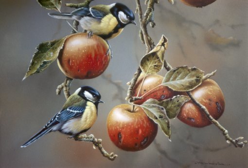 Jan-Weenink-Two-birds-with-apples (510x347, 54Kb)