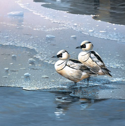 Jan-Weenink-Winter-birds-I (505x510, 94Kb)