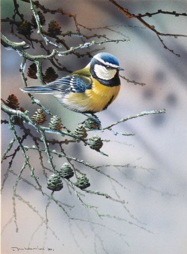 Jan-Weenink-Winter-birds-III (375x510, 70Kb)