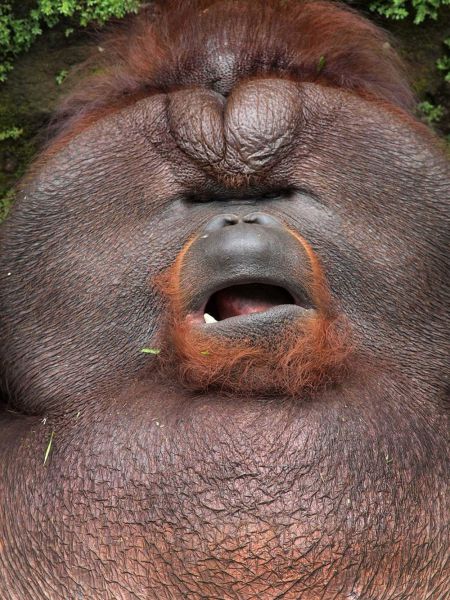 these_funny_animals_640_02 (450x600, 82Kb)