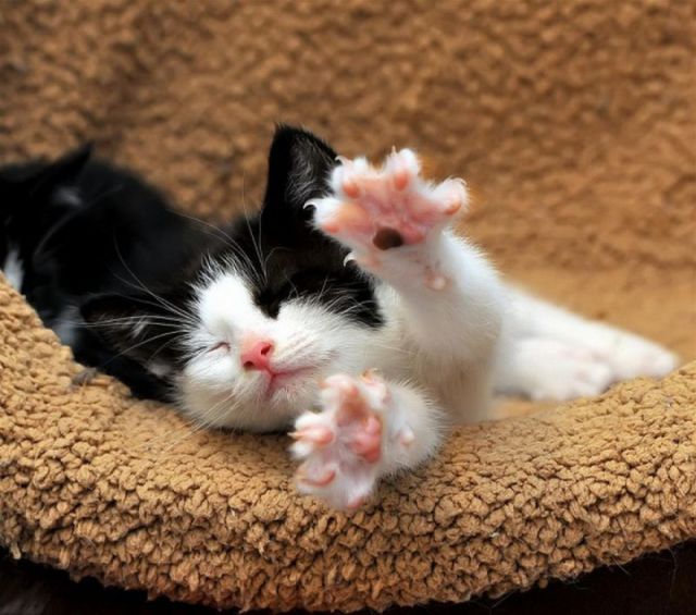 these_funny_animals_640_06 (640x565, 60Kb)
