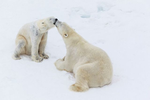these_funny_animals_640_08 (640x425, 18Kb)