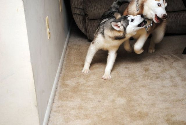 these_funny_animals_640_18 (640x428, 34Kb)