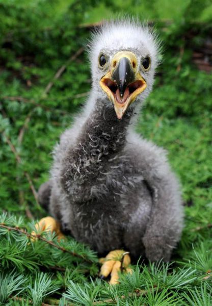 these_funny_animals_640_35 (416x600, 49Kb)