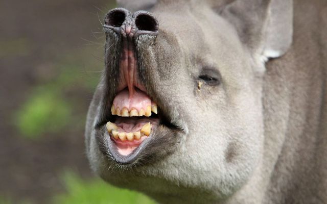 these_funny_animals_640_41 (640x400, 31Kb)
