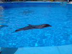 DSCF5125 (700x525, 301Kb)