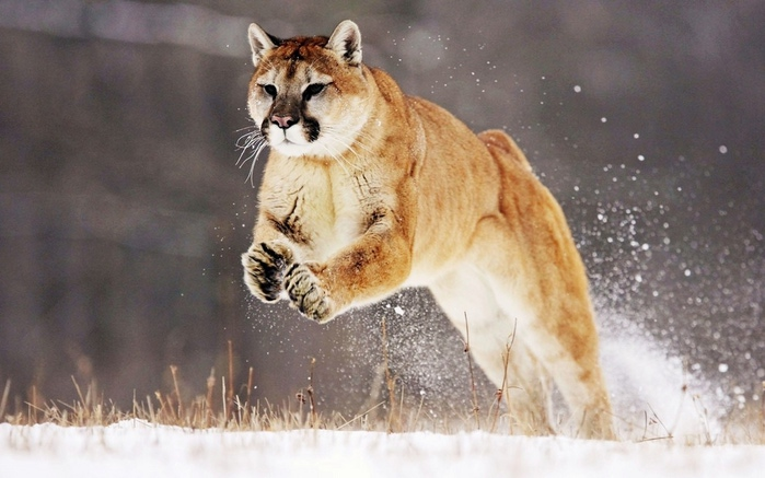 big_cats_055 (700x437, 116Kb)