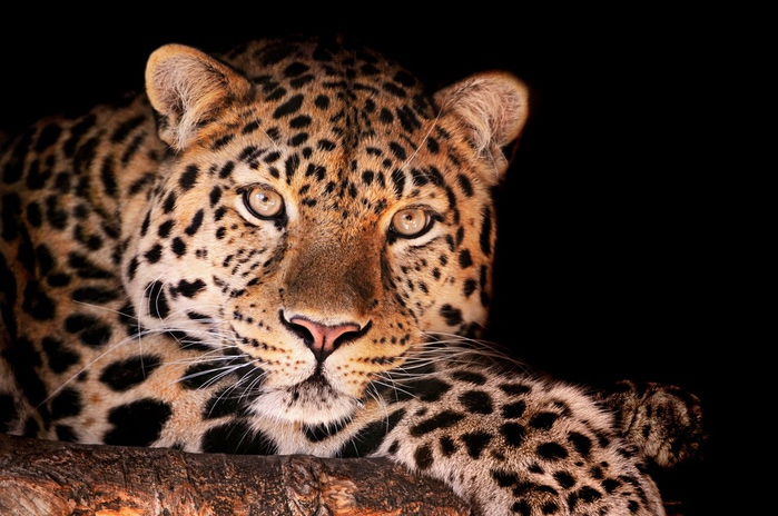 big_cats_056 (700x464, 132Kb)