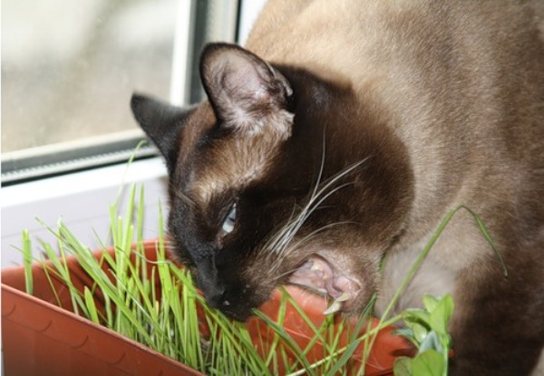 кошка грызёт траву. jpg (600x415, 65Kb)
