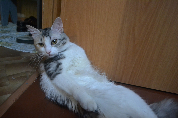 DSC_0445 (700x466, 212Kb)