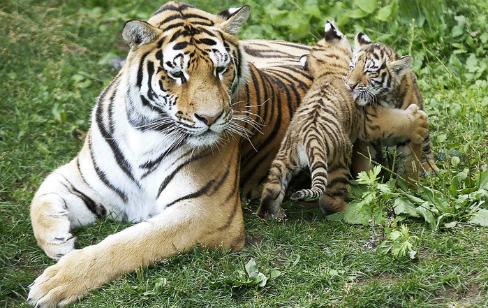 фотографии тигрят 6 (700x441, 228Kb)