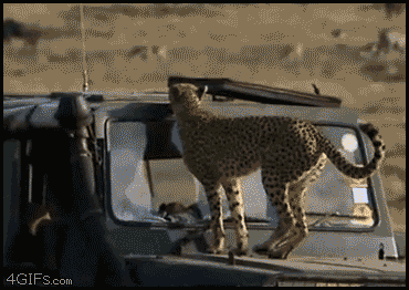 Cheetah_poops_car (370x262, 2033Kb)