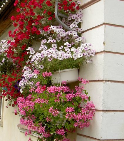 pelargonium ampelous or ivy - The most interesting blogs