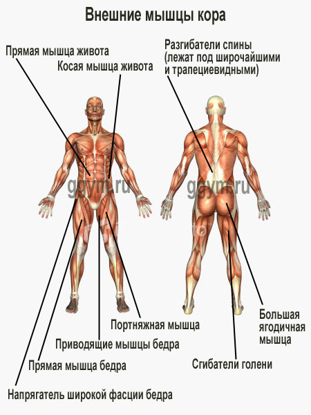 core_muscles (450x600, 56Kb)