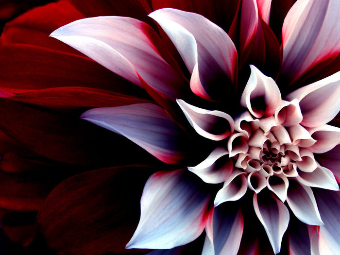 The_Beautiful_Enigmatic_Flower (700x525, 77Kb)
