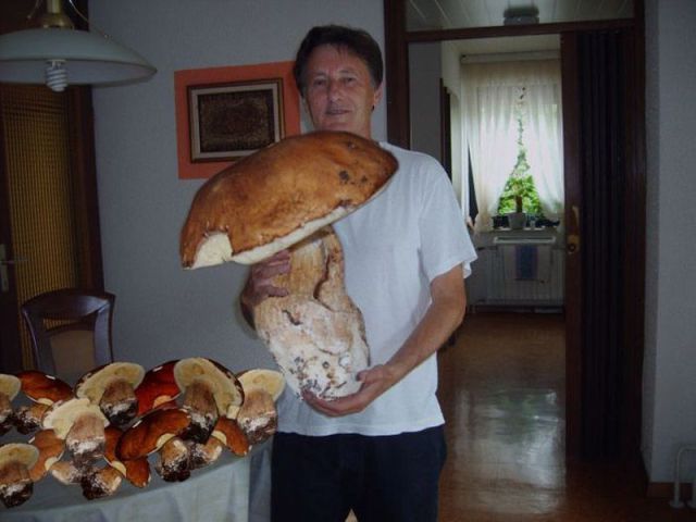 гриб (640x480, 39Kb)