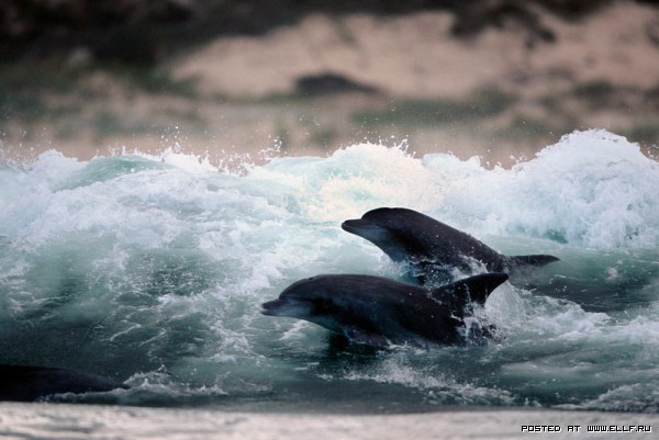 Дельфины Грега Хаглина - Фото 10 (600x401, 53Kb)