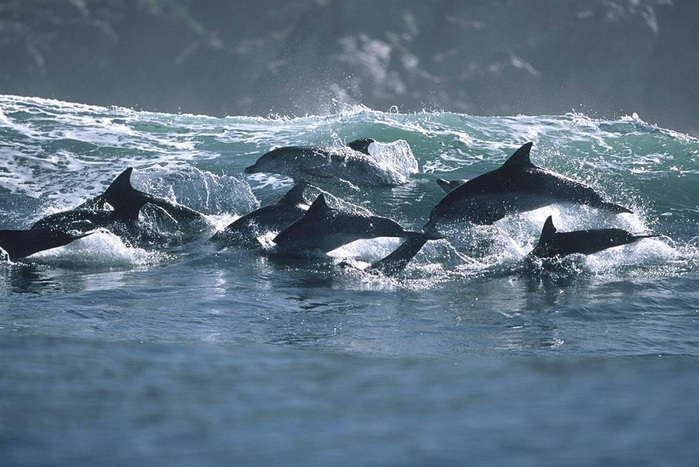 Дельфины Грега Хаглина - Фото 19 (700x467, 122Kb)