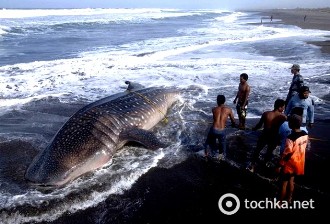Индонезия - гигантские акулы 1 (330x224, 31Kb)