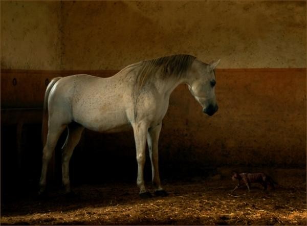 Фотографии лошадей Войтека Квятковски 16 (600x442, 40Kb)
