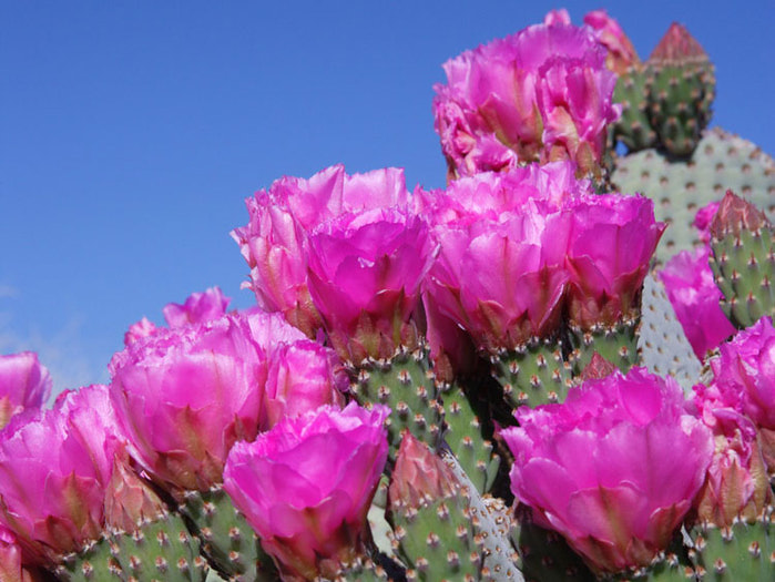 Cactus with Flowers Wallpaper