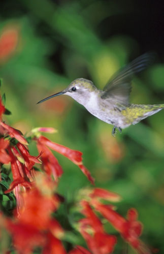 hummingbird (323x500, 26Kb)