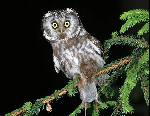 boreal-owl-11635 (484x375, 65Kb)