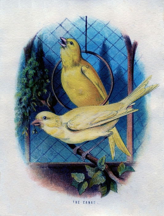 canary vintage image GraphicsFairy2 (533x700, 348Kb)