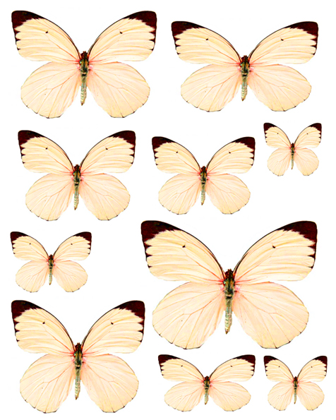 1328144342_55_FT838_peach_butterflies (476x595, 271Kb)