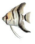 angelfish90 (117x148, 34Kb)