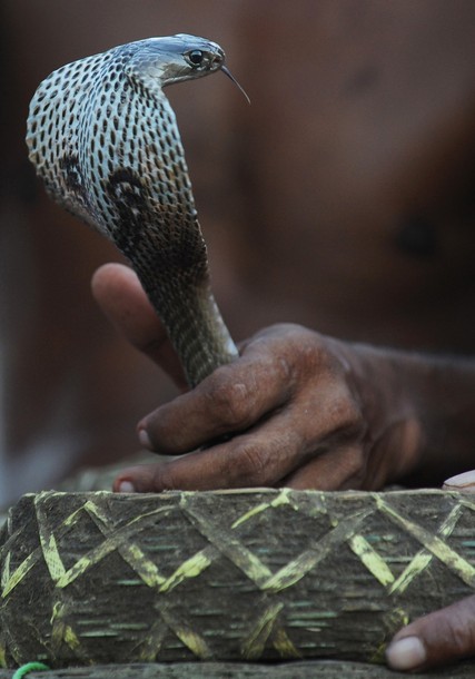 Заклинатели змей продемонстрировали своё мастерство, Бишнупур, 17 августа 2012 года