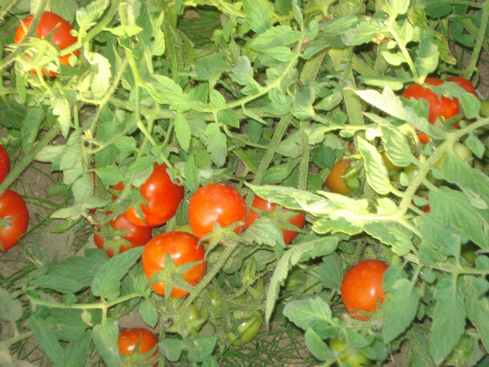 DSC08843 (700x525, 337Kb)