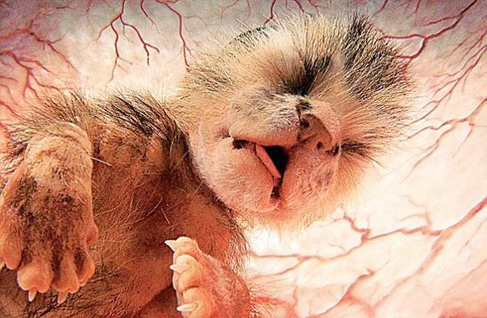 womb (7) (700x456, 76Kb)