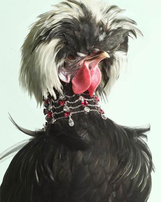 Luxury Chicks (557x700, 79Kb)