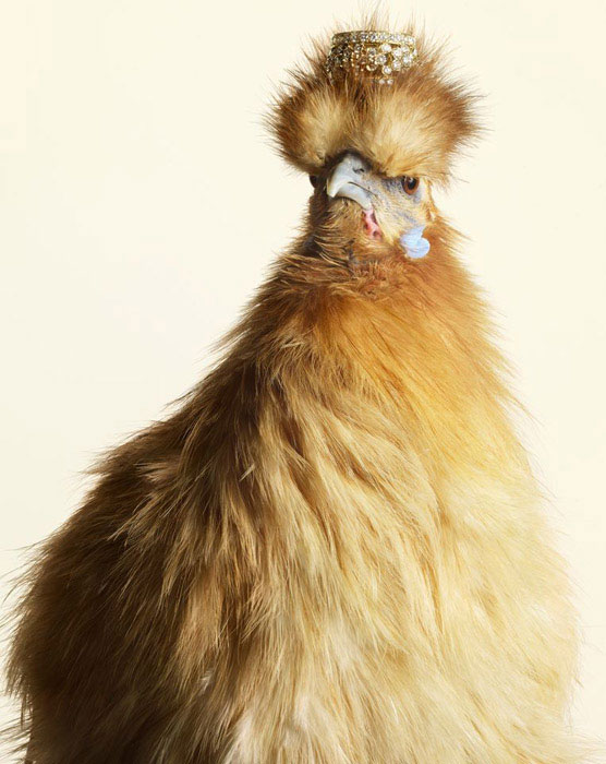 Luxury Chicks гламурные курицы фото 2 (556x700, 77Kb)