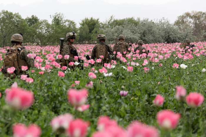 5023265_USNATOpoppies21024x682 (700x466, 97Kb)