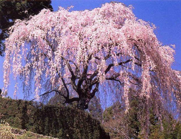 http://img0.liveinternet.ru/images/attach/c/6/90/798/90798596_Vozmozhno_poyetomu_v_buddizme_cvetuschaya_sakura_yavlyaetsya_simvolom_brennosti_i_nepostoyanstva_buytiya_a_v_poyezii_ona_associiruetsya_s_ushedshey_yunostyu_i_lyubovyu.jpg