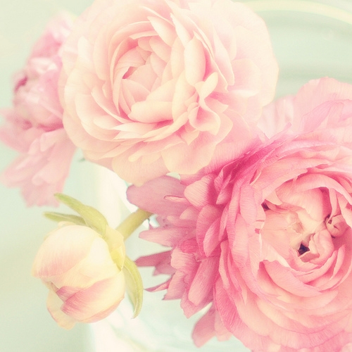 813321_PinkPeonies (500x500, 145Kb)